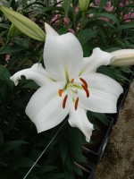 [5166 Zambesi MakTL No02.JPG]